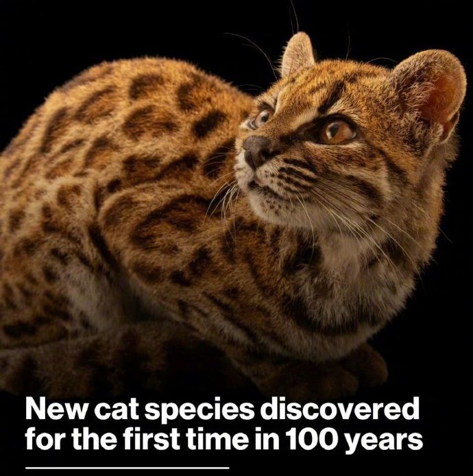 百年来首次！科学家在玻利维亚发现全新猫科物种国际科研团队在玻利维亚云雾森林确认全新野生猫科物种“玻利维亚小斑虎猫”（Leopardus tilcayo）
