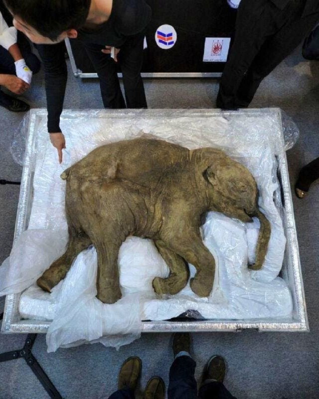 西伯利亚出土保存完好的近5万年前猛犸幼象遗骸西伯利亚永久冻土中出土一具保存近乎完整、距今约5万年的猛犸幼象遗骸“亚娜”，死亡时约一岁