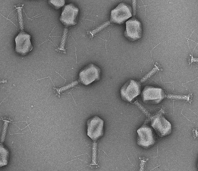 中国科学家在全球最大海底金属矿藏中发现11700种新型病毒重庆大学联合自然资源部第二海洋研究所对克拉里昂—克利珀顿区开展病毒组调查，在海底沉积物、结核表面和海水样品中鉴定出11742种病毒，其中绝大多数为此前未记录的新种