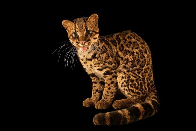 百年来首次！科学家在玻利维亚发现全新猫科物种国际科研团队在玻利维亚云雾森林确认全新野生猫科物种“玻利维亚小斑虎猫”（Leopardus tilcayo）